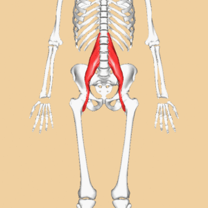 By BodyParts3D/Anatomography (BodyParts3D/Anatomography) [CC BY-SA 2.1 jp], via Wikimedia Commons